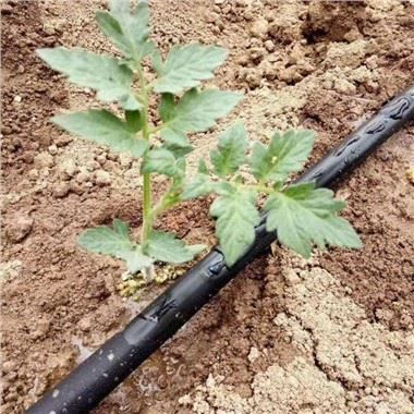 Dyfrhau Diferu Ar gyfer Tomatos